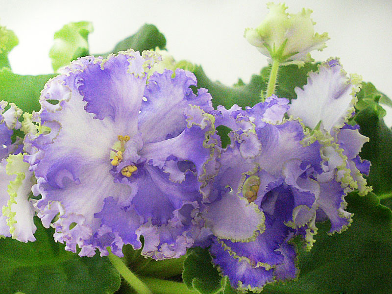 Ален-Electric Blue.jpg