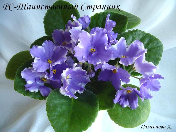 РС-Таинственный Странник (Репкина)