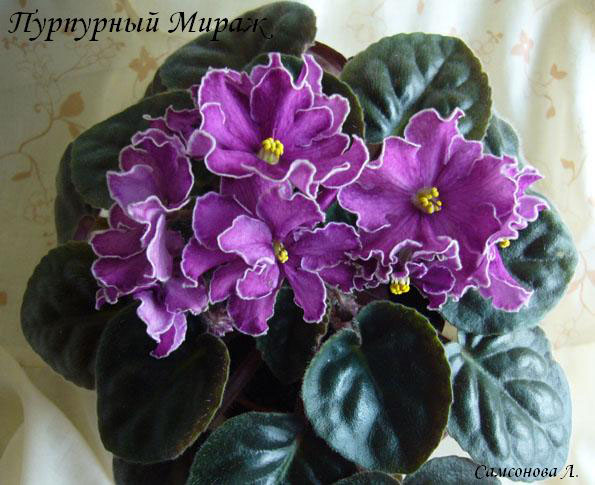 Пурпурный Мираж (Морев)
