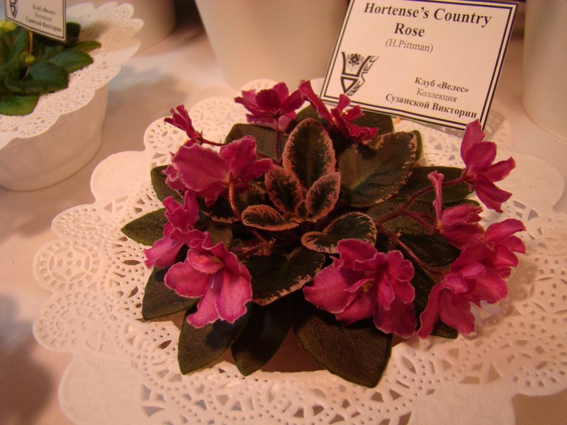 DSC08146.JPG