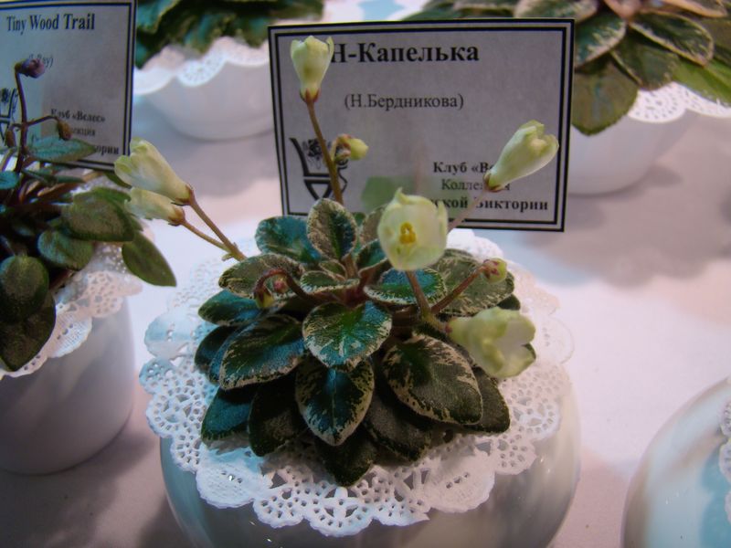 DSC08149.JPG