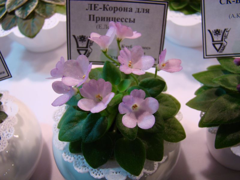 DSC08150.JPG