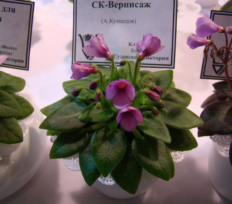 DSC08151.JPG
