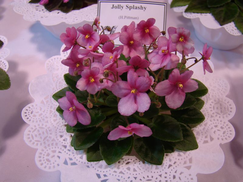 DSC08152.JPG