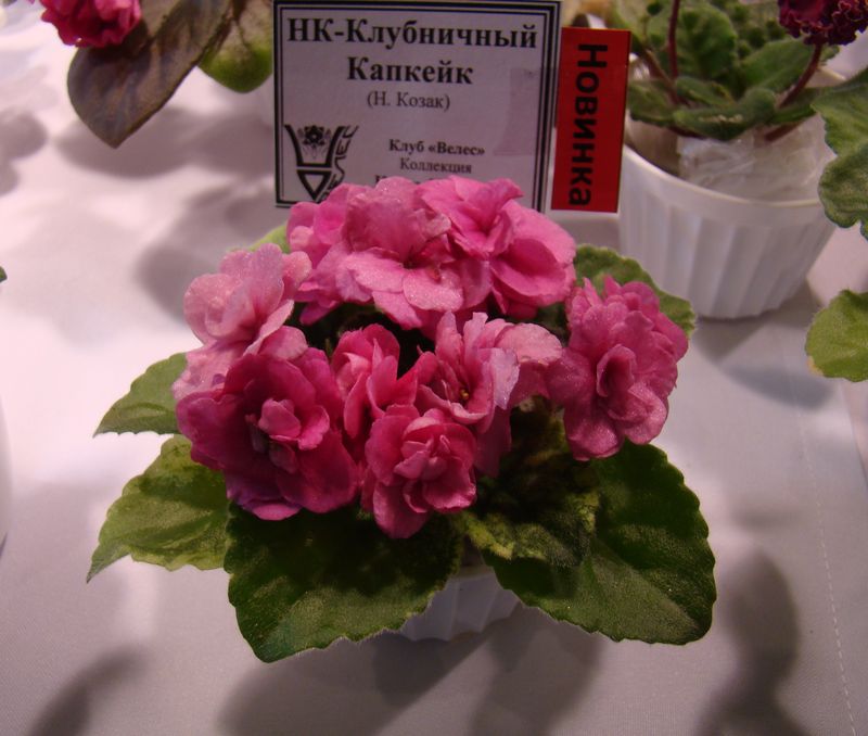 DSC08153.JPG