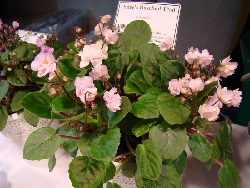 DSC08154.JPG