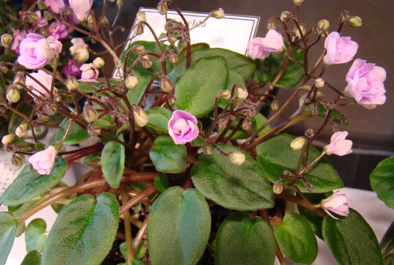 DSC08155.JPG