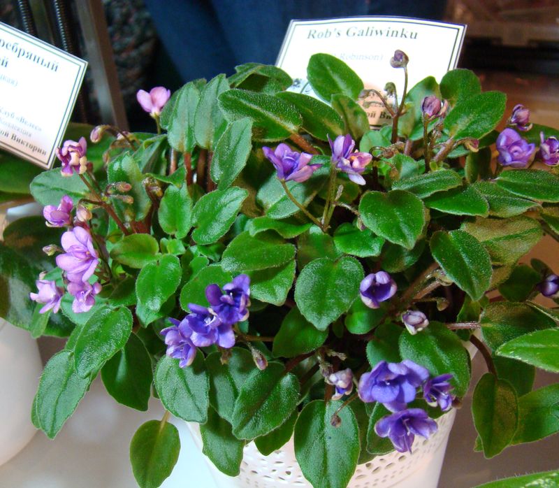 DSC08160.JPG