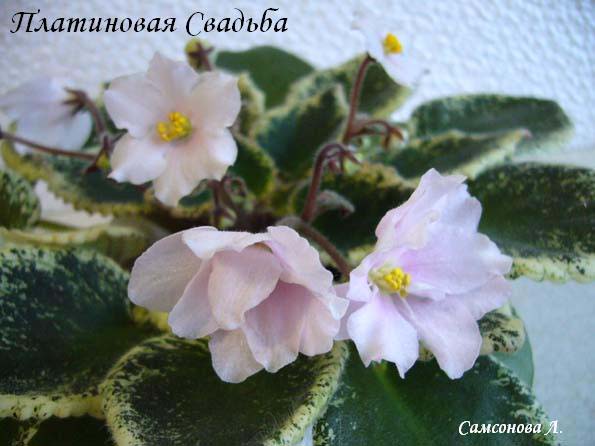 Платиновая Свадьба (Прилуцкая)