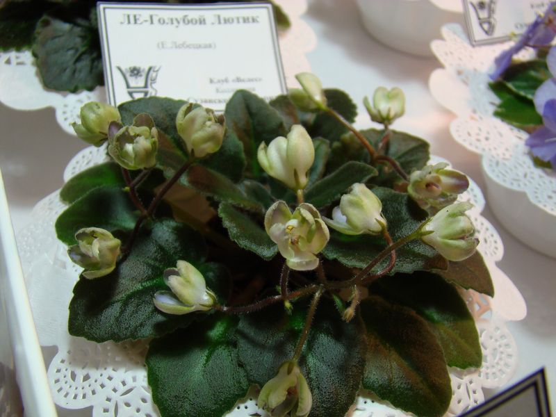 DSC08161.JPG