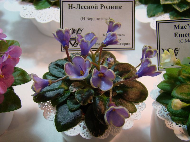 DSC08162.JPG