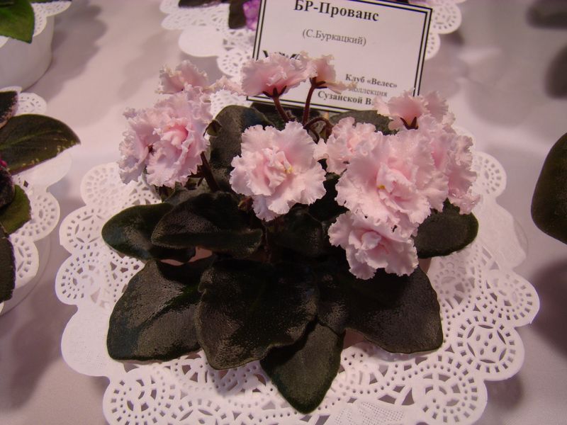 DSC08163.JPG