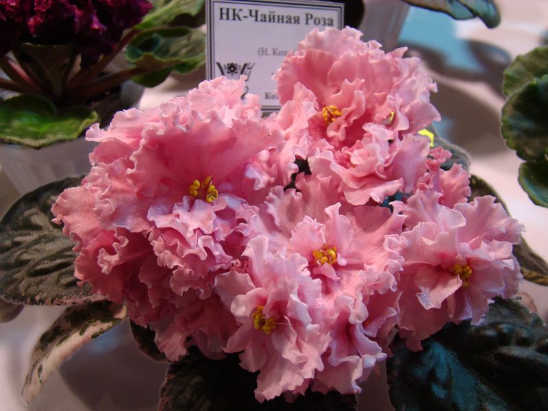 DSC08166.JPG