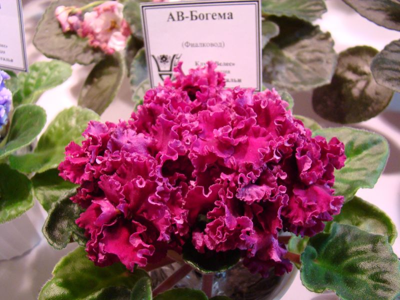 DSC08167.JPG