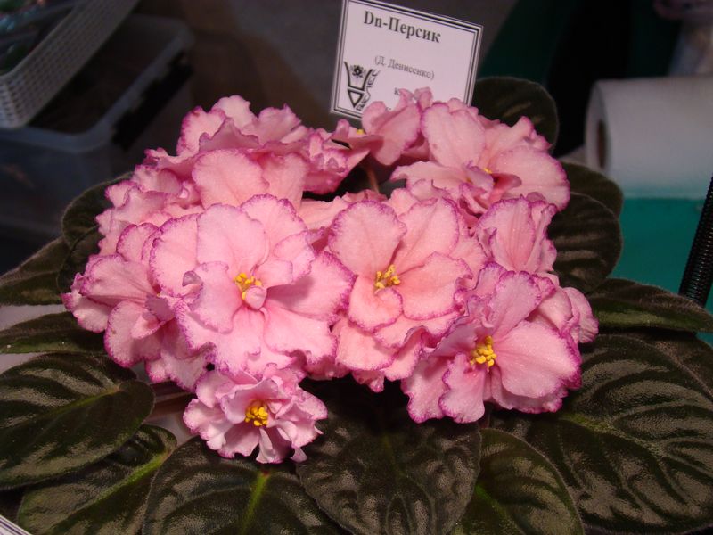 DSC08172.JPG