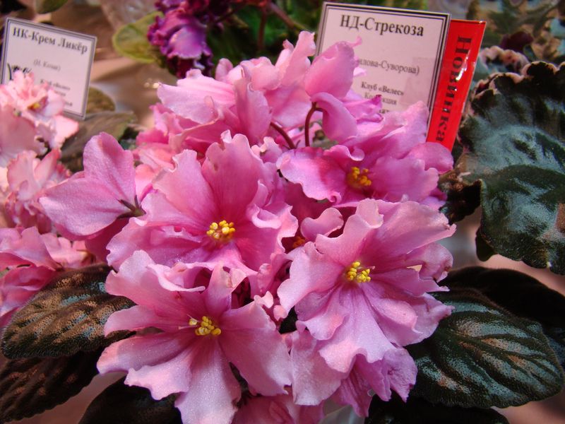 DSC08174.JPG