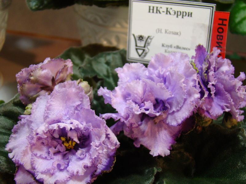 DSC08178.JPG
