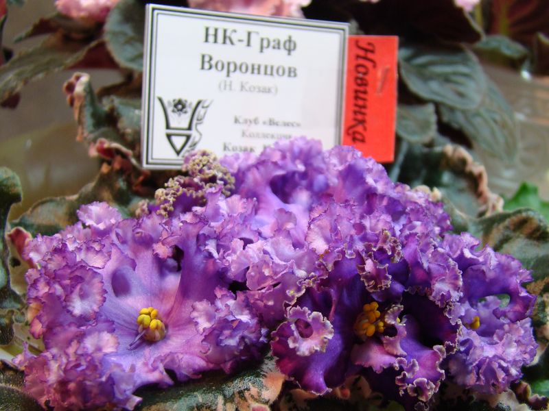 DSC08175.JPG