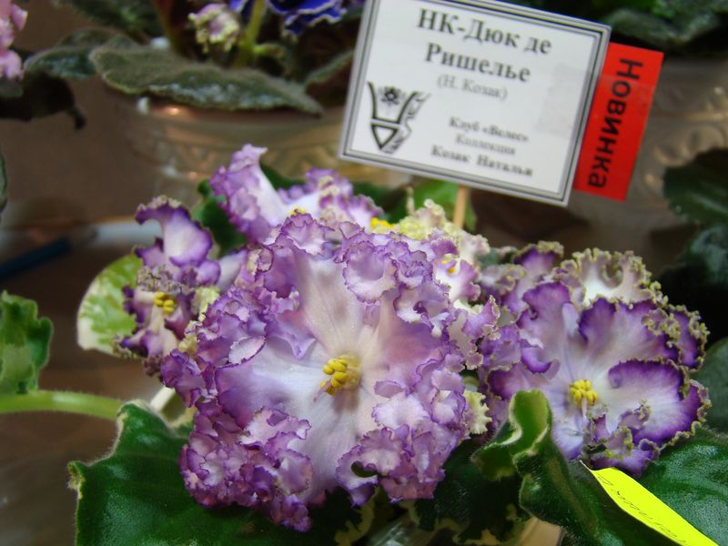 DSC08176.JPG