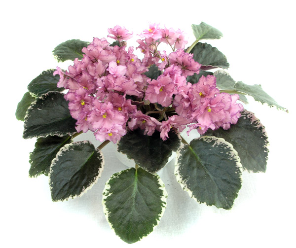 3 место – Buckeye Cranberry Sparkler (P. Hancock), колл. О. Прядкина