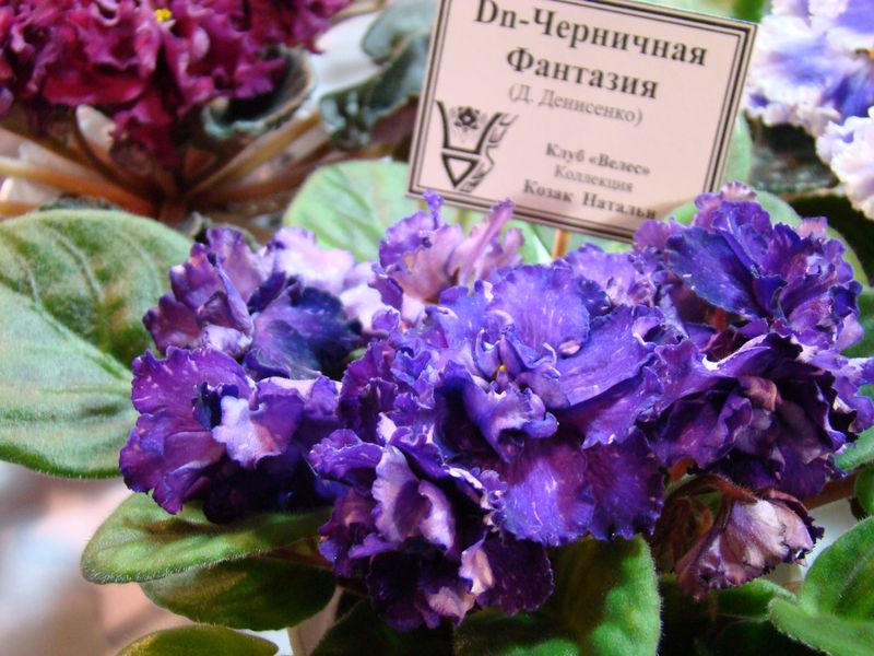 DSC08179.JPG