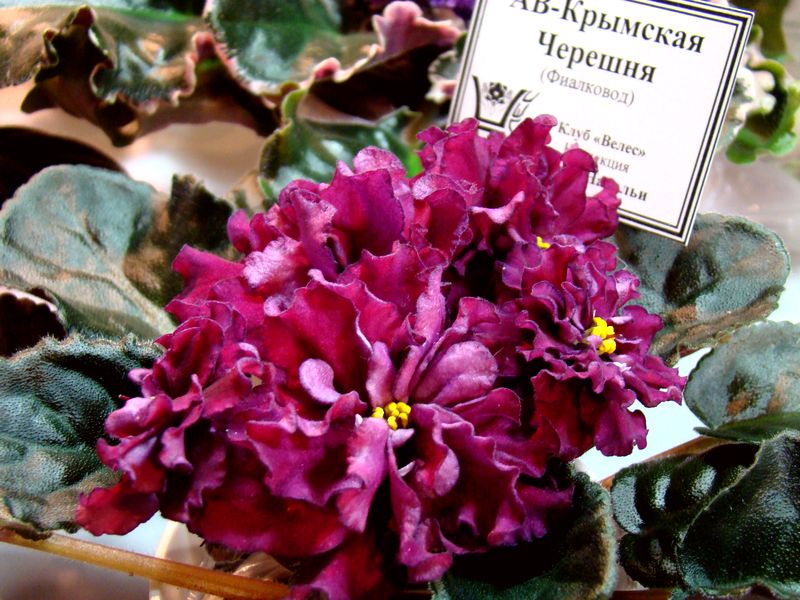 DSC08180.JPG