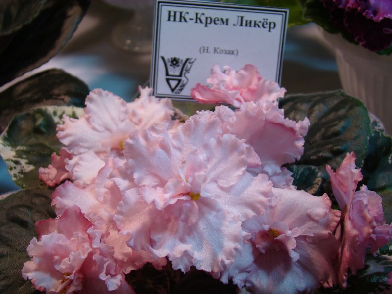 DSC08181.JPG