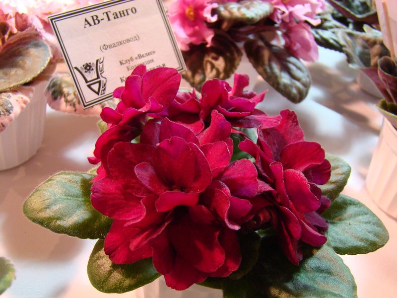 DSC08183.JPG