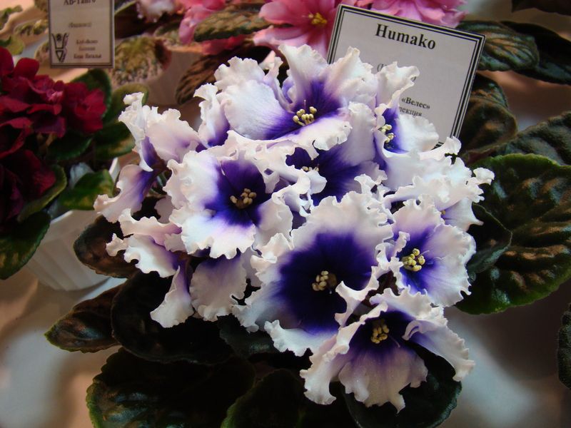 DSC08184.JPG