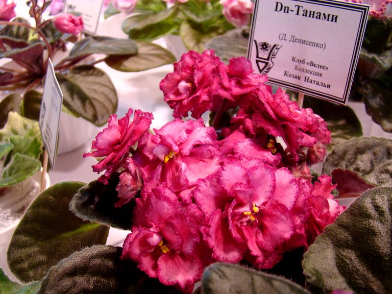 DSC08185.JPG