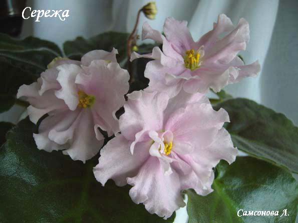 Сережа (Макуни)