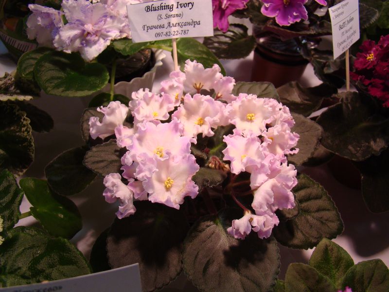 DSC08195.JPG