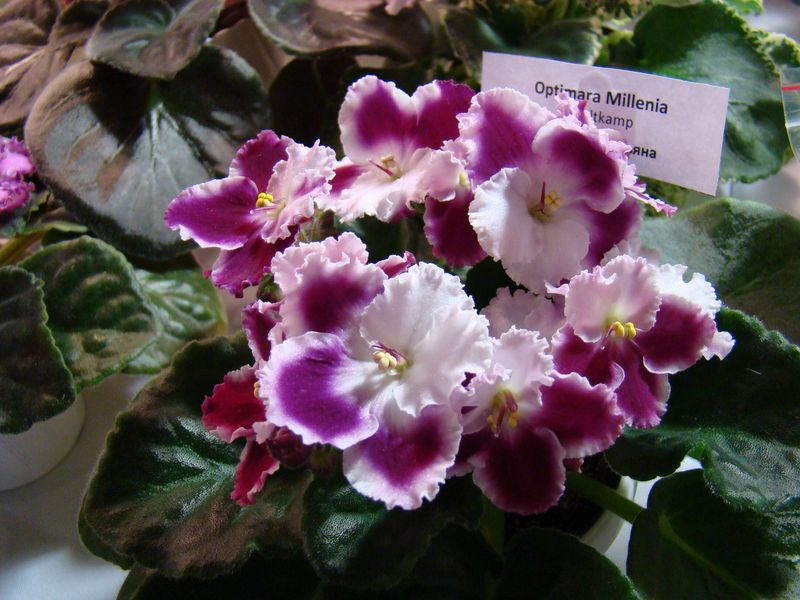 DSC08201.JPG