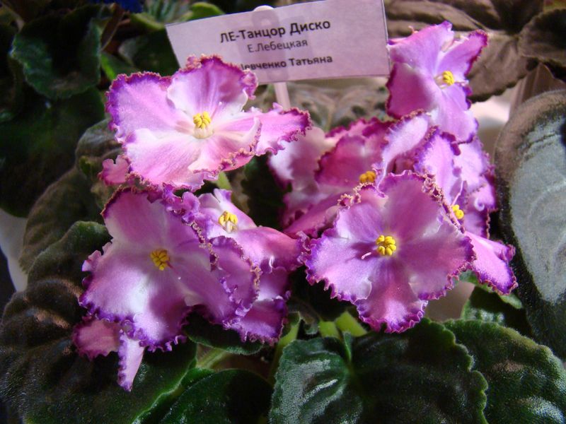 DSC08202.JPG