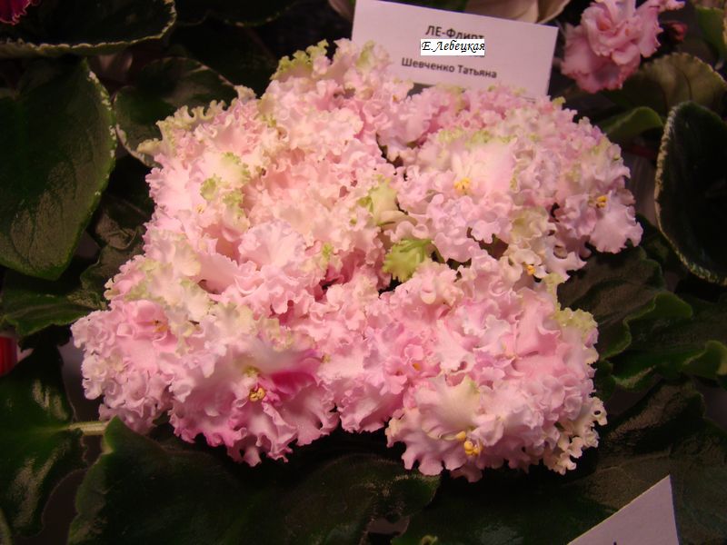 DSC08203.JPG