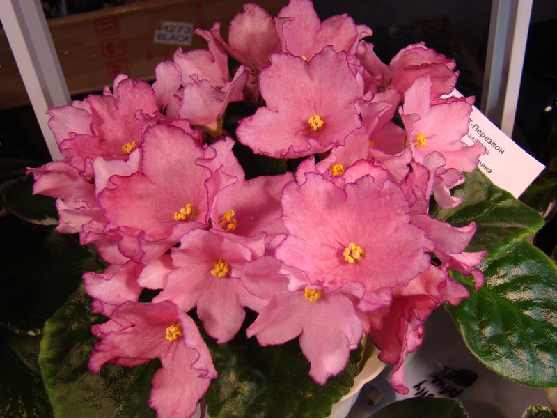 DSC08204.JPG