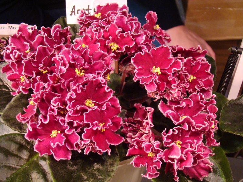 DSC08208.JPG