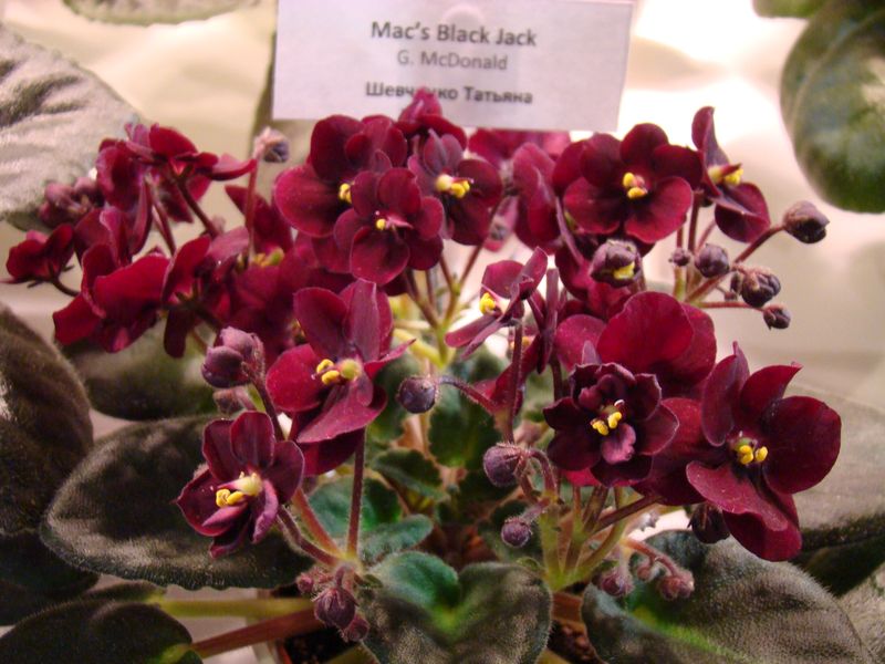 DSC08207.JPG
