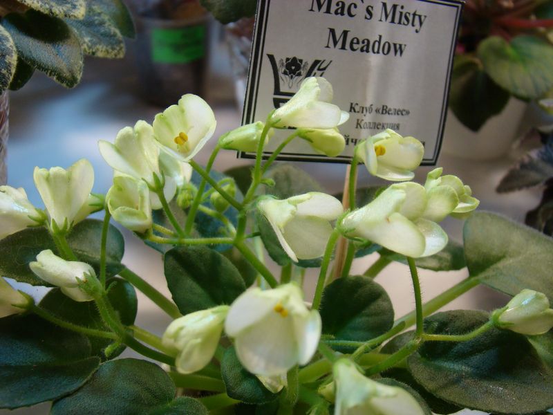 DSC08224.JPG