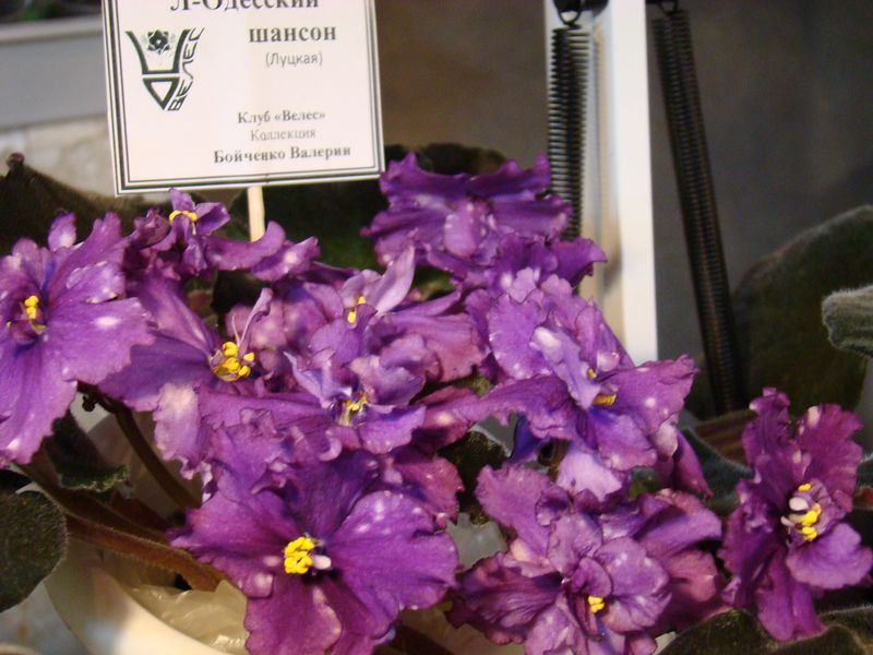 DSC08225.JPG