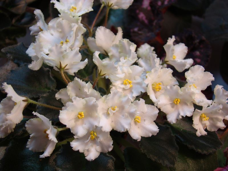 DSC08226.JPG