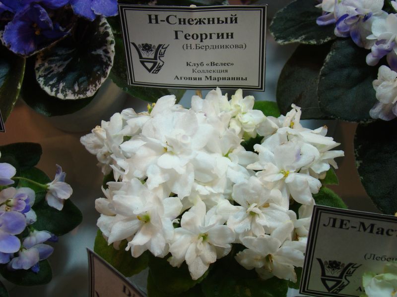 DSC08228.JPG