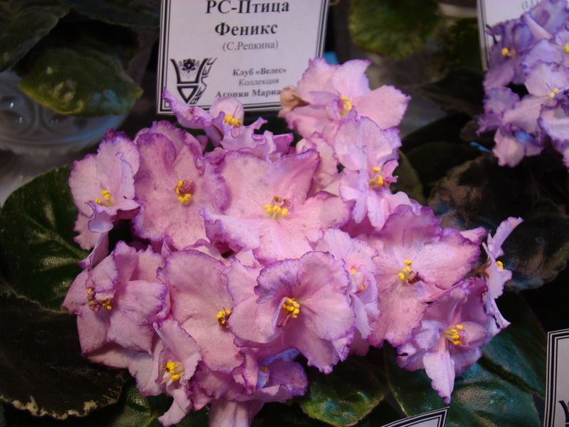 DSC08232.JPG