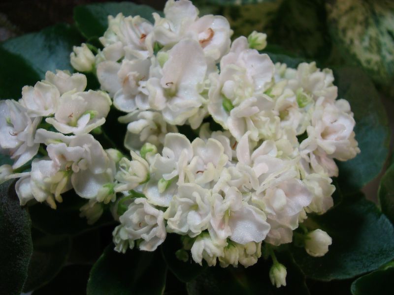 DSC08234.JPG