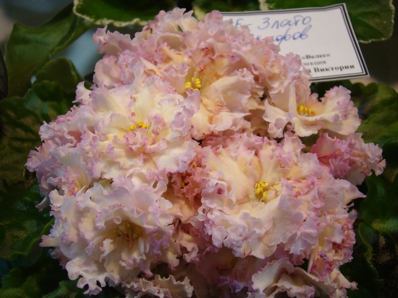 DSC08237.JPG