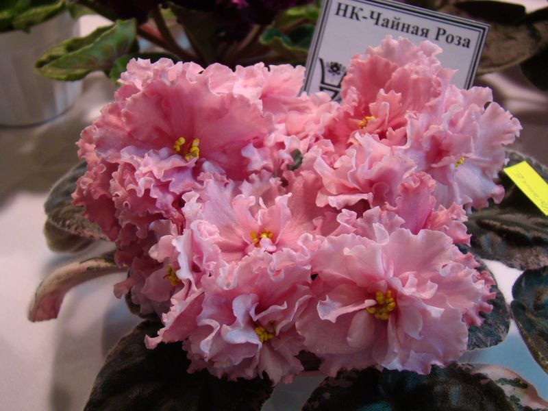 DSC08240.JPG