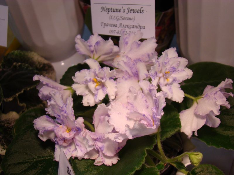 DSC08243.JPG