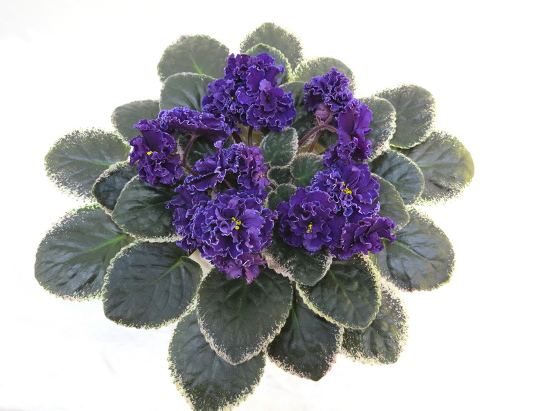 Ma's Purple Poodle (O. Robinson)  Е.Плессер.JPG