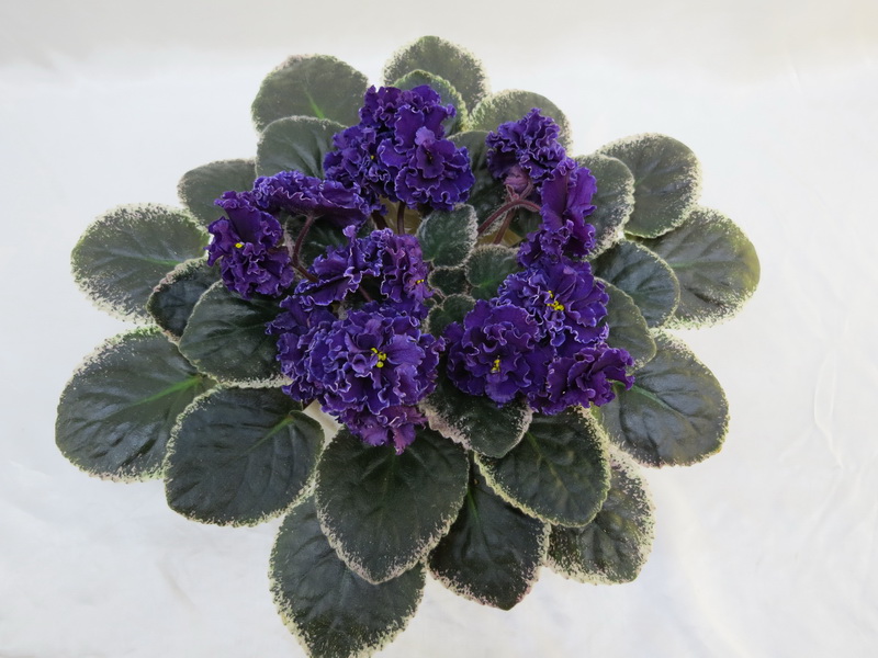 Ma's Purple Poodle (O. Robinson)  Е.Плессер.JPG