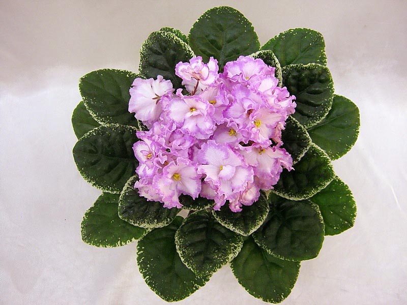 ЛЕ-Аллегро (Е.Лебецкая)  М.Тюрина.JPG